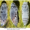 carcharodus alceae pupa1